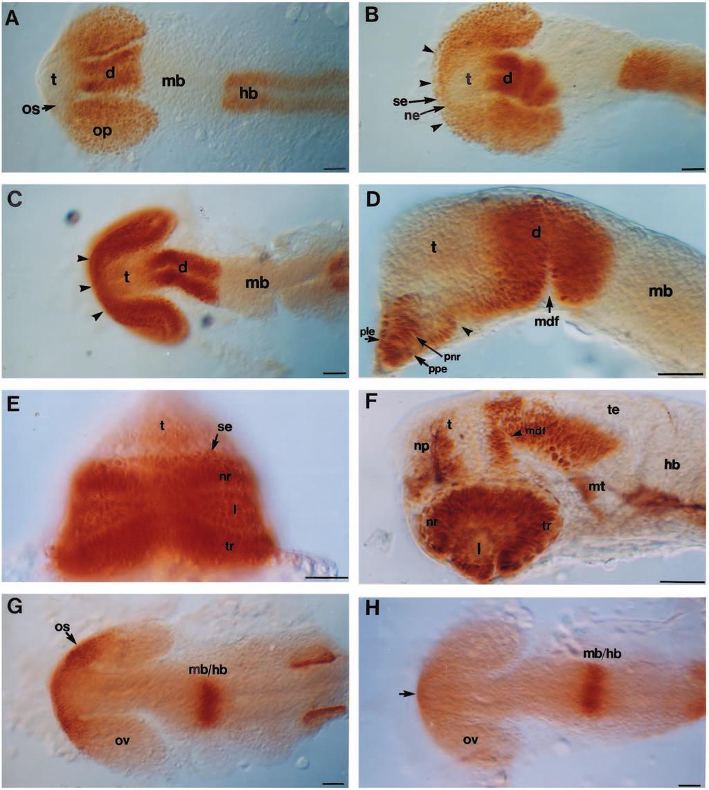 Pax proteins and eye development 3271 Fig. 2. Pax protein distribution in wild-type and cyclops mutant embryos.