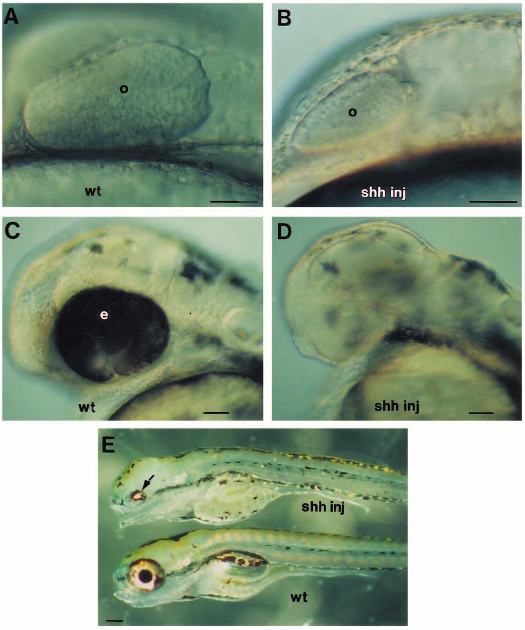 Pax proteins and eye development 3273 optic primordia distal and posterior to the hypertrophied optic stalk-like structures (Fig. 6C).