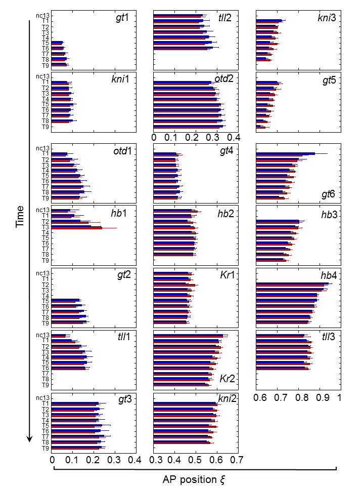 Supplementary Fig. 2. Boundary position dynamics of gap gene expression in large and small embryos. Shown are the measured mean positions (and s.d.) of each of the 2 expression boundaries in large (blue) and small (red) embryos at each of the ten time classes.