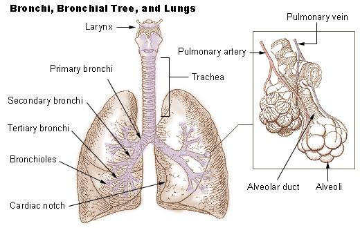 How do lungs function?