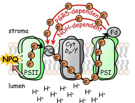 Alternative electron transport pathways modulate energy distribution between the two Photosystems Active at the beginning of a light period to account for ATP needed