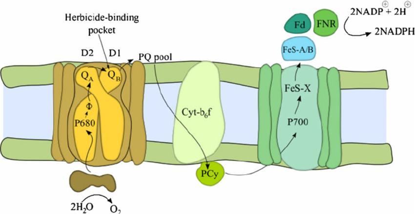 Application of a photosynthetic electron transport chain inhibitor results in a continuous excitation
