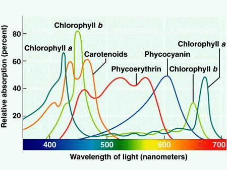Photosynthetic pigments capture light energy from
