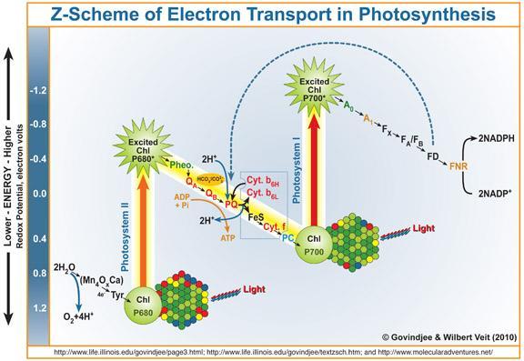 Excitation which results in electron transfer to the primary acceptor of PSII, can continue