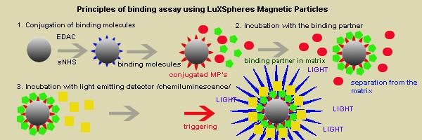 light emitting material, assay conditions and conjugation procedures tailored to the paramagnetic particles.