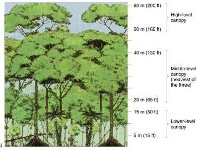 Layers: Top Emergent layer tallest trees above rest of forest Next canopy top of normal trees Lower canopy epiphytes