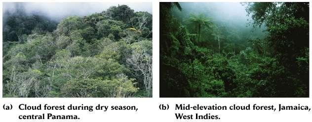 Tropical Rain Forest - -canopy trees up to 55 m tall -largest biome, on an area basis All fit into only seven percent of the world's land.