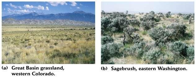 Temperate Grassland/Shrubland -scattered trees and shrubs -trees are short statured -fire