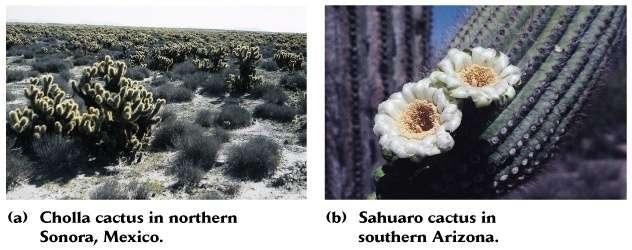 Desert -thorny plants -other adaptations to conserve