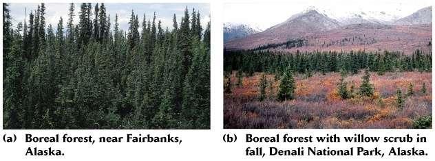 Boreal Forest -10-20 m trees evergreen needle and deciduous -second largest biome, on an area basis