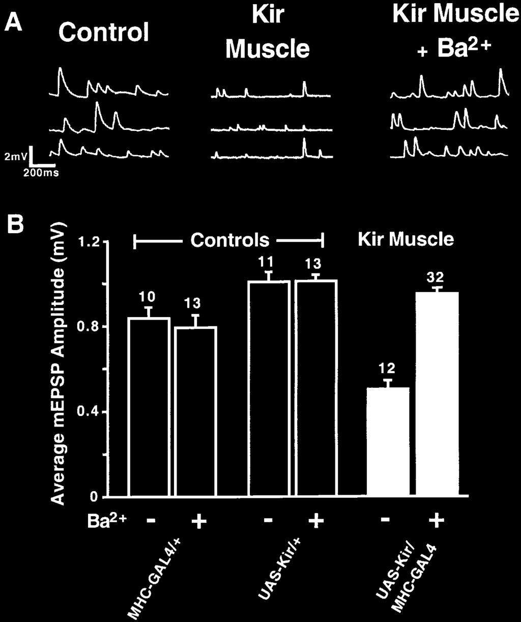 Neuron 742 Figure 3. Muscle Excitability is Impaired in Kir2.1-Expressing Animals (A) Representative traces of spontaneous transmitter release events (mepsps) recorded in 0.