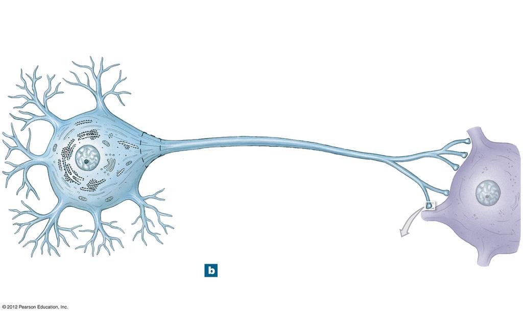 SYNAPSES (Figure 12-3) Synapse o Presynaptic neuron the neuron conducting impulses the synapse; information giver o Postsynaptic neuron or cell the neuron that transmits the impulse the synapse;