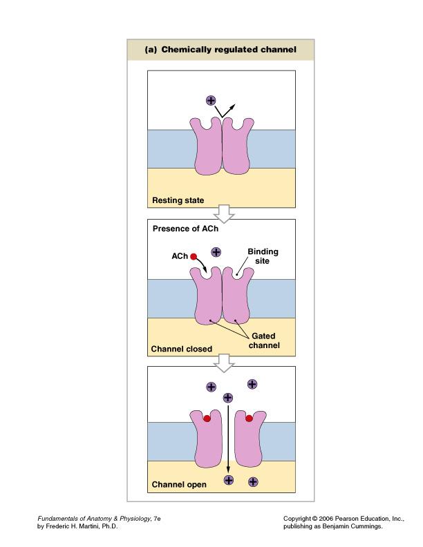 Passive channels Always open Neurons are more permeable to K+ than to Na+ at rest is since there are far more passive, non-gated K+ channels in the membrane than there are passive Na+