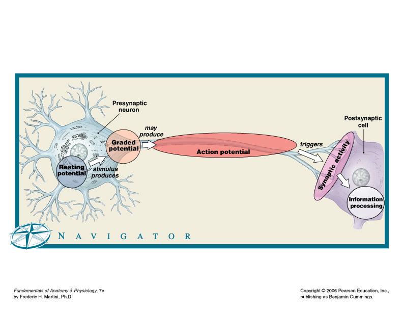 Information flow Through one neuron: dendrites cell body axon hillock axon synaptic terminals synaptic knobs From one neuron to the next: Synapse presynaptic cell postsynaptic cell synaptic cleft