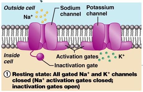 4 Steps in the Generation of Action Potentials At rest, Na + and K + channels are closed