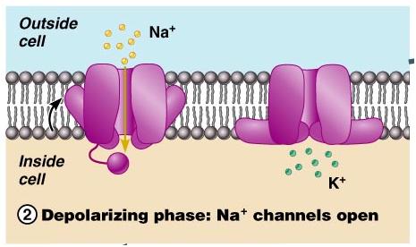 Activation of Na + channels: Activation gated open rapid depolarization Na + ions rush