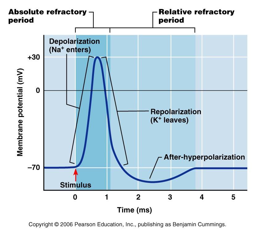 The Refractory Period The time period from beginning of action potential until the return to resting state During this period, membrane will not respond normally to additional stimuli Causes the