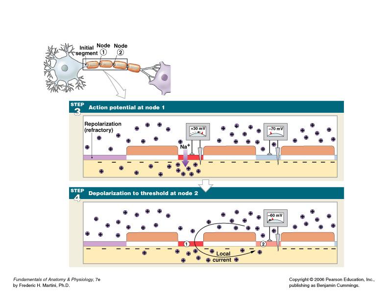 Saltatory Propagation Figure 12 15 (Steps 1, 2) Saltatory Propagation Figure 12 15 (Steps 3, 4) Multiple Sclerosis (MS) An autoimmune disease that mainly affects young adults Symptoms: visual