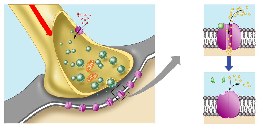General Synapse Action potential 1 Ca2+ Axon terminal of presynap3c neuron Neurotransmi;er Receptor Na + Axon of presynap3c neuron Mitochondrion Postsynap3c membrane Postsynap3c