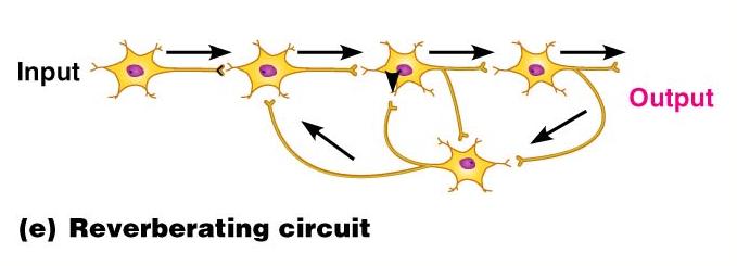 increasing number of fibers, often amplifying circuits Convergent opposite of