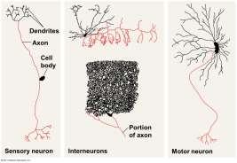 nervous system (PNS) Nerves and ganglia