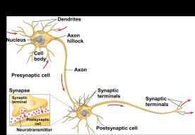 Neuron structure and function Synapse