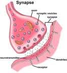 synapse from a from a presynaptic cell (a