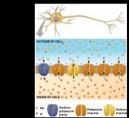 membrane Resting potential: Membrane potential of a neuron not sending signals Resting