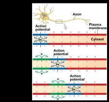 Adaptation of axon structure The speed of an action potential increases with the