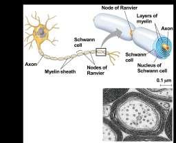 causes an action potential s speed to increase Myelin sheaths are made by glia