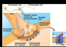 in a process called saltatory conduction Neurons communicate with other cells at