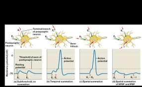 usually too small to trigger an action potential in a postsynaptic neuron Modulated signaling at synapses In some synapses, a neurotransmitter binds to a receptor that is metabotropic In this case,