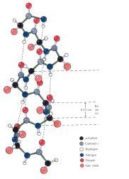 of proteins Nobel Prizes (unshared) 1954: Chemistry 1962: Peace The α - helix: the facts Helical structures