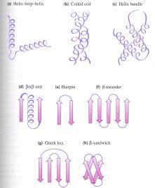 COMMON MOTIFS FOUND IN PROTEINS Domains (or modules p.