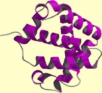 Hairpin loops joining two anti-parallel β-strands may be as short as two amino acids. Loops lie on the surface of the structure. Turns are narrow 18 loops that contain at least 3 amino acids.