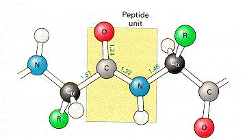 Peptide Bonds Amino acids are linked to each other by peptide bonds. The dehydration of the carboxyl group of one amino acid and the amino group of the next form peptide bonds.