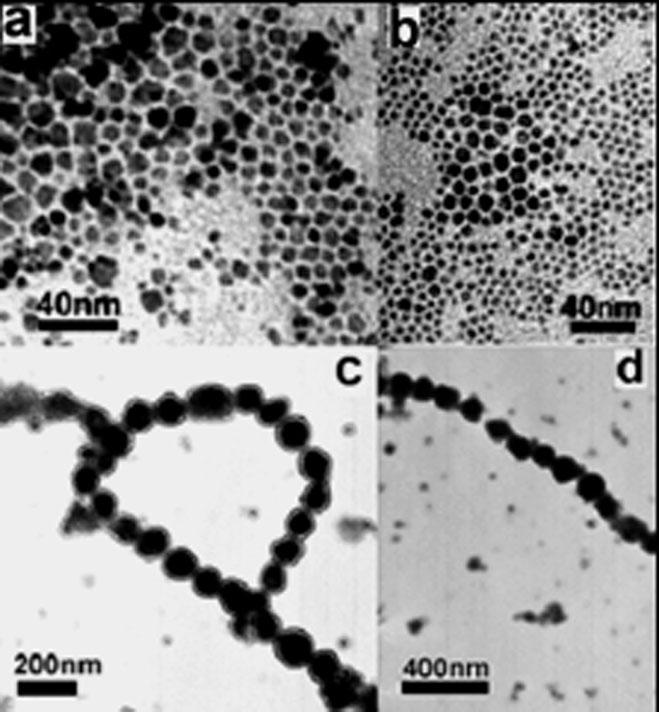 1066 T. Yang et al. Figure 5. TEM image from the samples which contain big and small particles.
