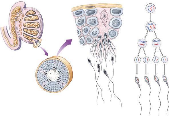 Epididymis Sperm production Vas deferens Testis Coiled seminiferous tubules germ cell (diploid) primary spermatocyte (diploid) secondary spermatocytes (haploid)