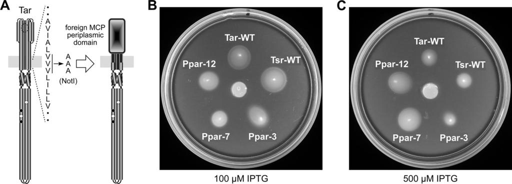 6600 PHAM AND PARKINSON J. BACTERIOL. FIG. 3. Construction and properties of Tar hybrids with periplasmic domains from P. putida MCPs. (A) Hybrid construction scheme.