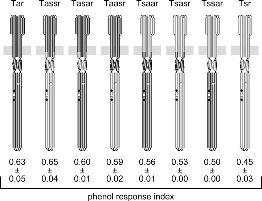 VOL. 193, 2011 PHENOL SENSING BY E. COLI CHEMORECEPTORS 6601 FIG. 5. Phenol responses mediated by Tar-Tsr hybrid receptors. See Materials and Methods for construction details.