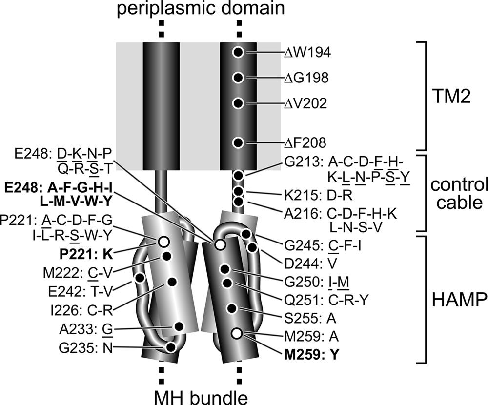 6602 PHAM AND PARKINSON J. BACTERIOL. FIG. 7. Summary of mutant Tsr receptors screened for attractant responses to phenol in soft-agar gradient plates.