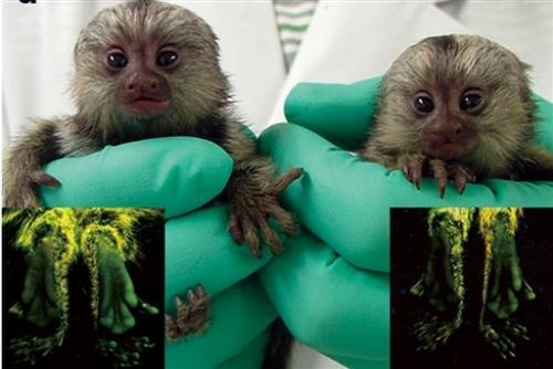 In an article published Wednesday in Nature, researches in Japan reported the successful passing of a transgene from a primate to its offspring, marking a milestone in this type of research.