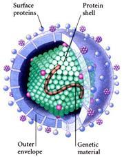 A virus is an infectious agent made up of nucleic acid
