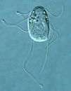 Unicellular organisms Made of only 1 cell Smallest form of life This