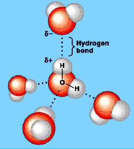 Hydrogen bonds among water molecules Hydrogen bonds hydrogen in