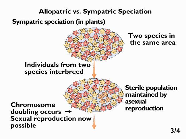Sypatric Speciation: Allopolyploidy: (Plants) Multiple sets of chromosomes from > 2 spp.