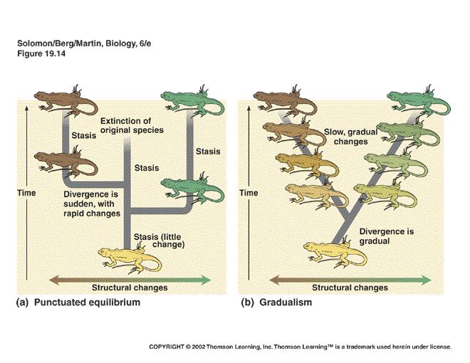 Macroevolution: Large scale phenotypic changes - radical changes that create new species Driving forces behind macroevolutionary changes? 1.