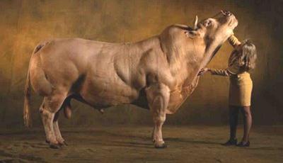 Belgian Blue cattle, 1 gene mutated to produce very large muscles