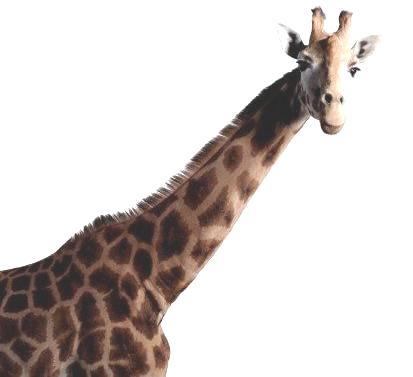 Lamarck used his model to explain how giraffes got such long necks: Giraffes started out with