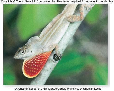 -Speciation may occur 30 Genetic drift may act on mating behavior Anolis lizards and dewlap color Ability